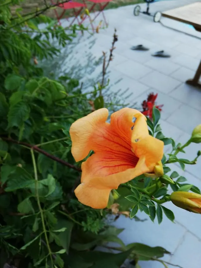 Bed & Breakfast Domaine Lacassagne Courrensan